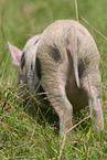 pig