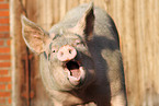 pig