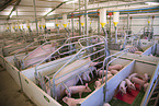 pigs