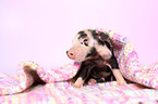 baby pig