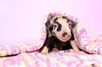 baby pig