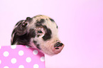 baby pig
