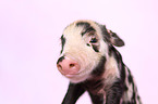baby pig