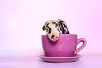 baby pig