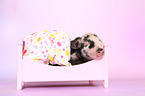 baby pig