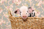 baby pig