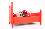 baby pig