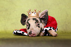piglet