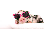 piglet