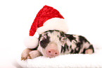 piglet