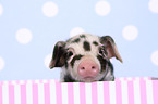 piglet