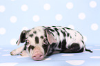 piglet