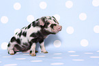 piglet