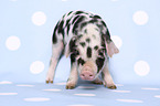 piglet
