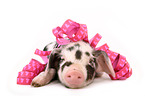 piglet
