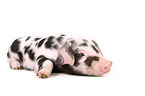 piglet