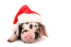 piglet