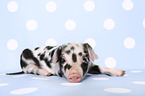 piglet