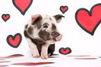 piglet