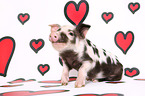 piglet