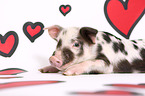 piglet