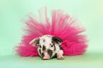 piglet