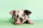 piglet