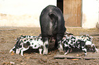 pigs