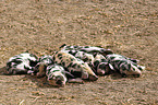 piglets