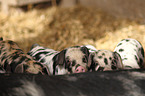 piglets