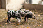 piglets