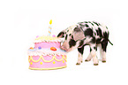 piglet