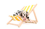 piglet