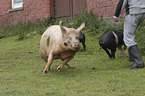 running pig