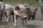 group of piglets