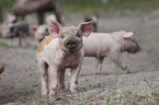 group of piglets