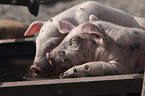 group of piglets