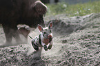 running pig