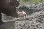 Pig with piglets