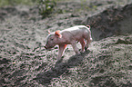 piglet