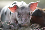 piglet