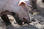 piglet