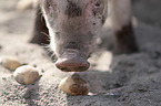 piglet
