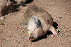 pig