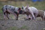 piglet