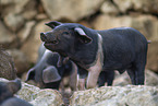 piglet