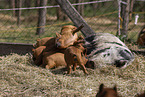 domestic pigs