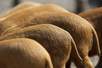 domestic pigs