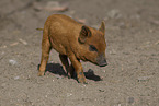 red piglet