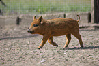 red piglet